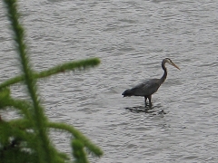 Heron