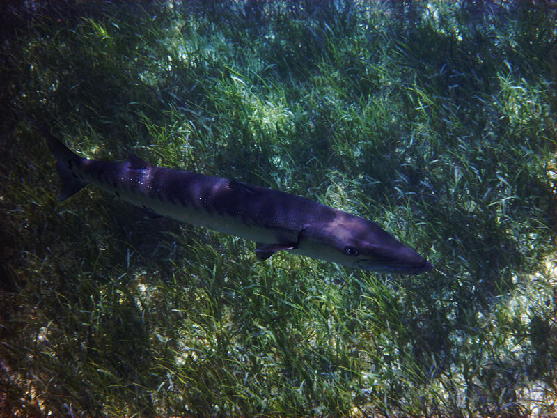 Barracuda, Smith\'s Reef