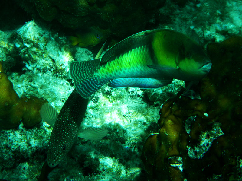Coney and yellowhead Wrasse