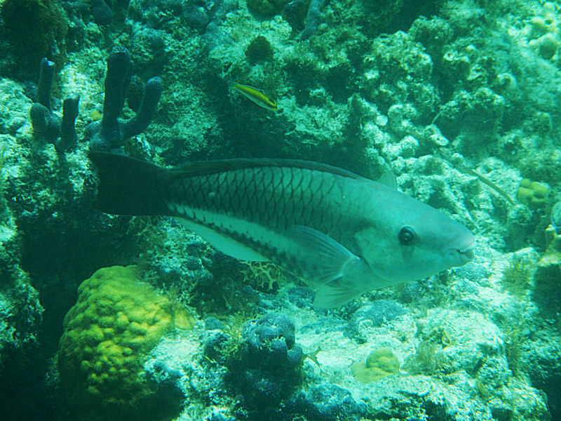 Grey parrotfish