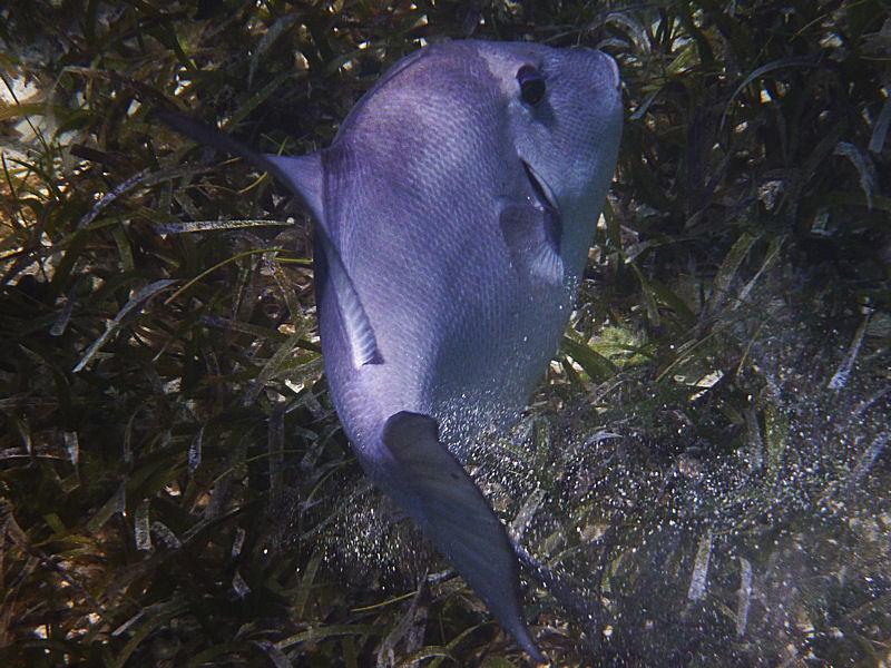 Ocean triggerfish, Smith\'s Reef