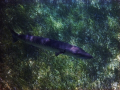 Barracuda, Smith's Reef