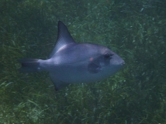 Ocean triggerfish, Smith's Reef