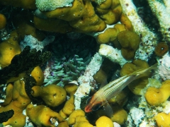 Squirrelfish and an anemone