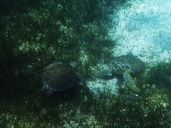 Turtles, Smith's Reef