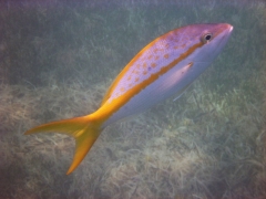 Yellow tail snapper