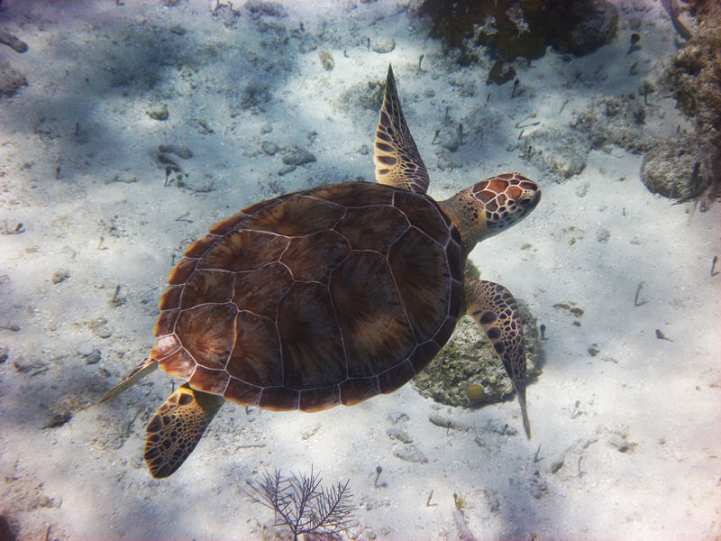 Turtle, Smith\'s Reef