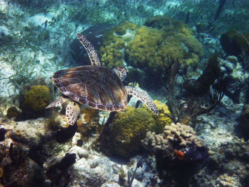 Turtle, Smith\'s Reef