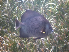 Grey Angelfish