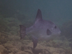Ocean triggerfish