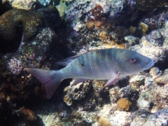 Mutton snapper