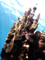 Coral column