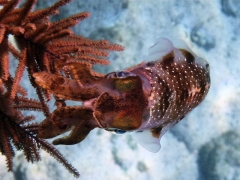 Cool pic of a squid