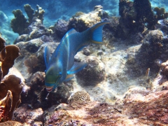 Smiling parrotfish