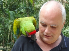 Emerald Macaw