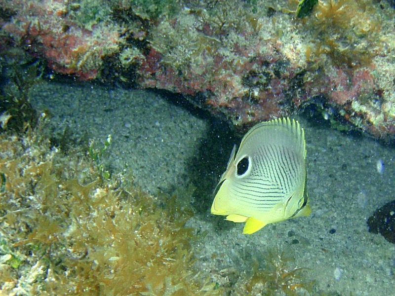 Four-eyed Butterflyfish   