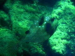 Spotted trunkfish