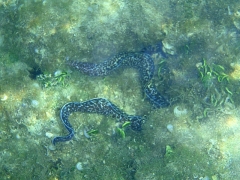 Cool looking moray eel