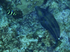 Filefish