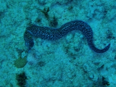 Moral eel
