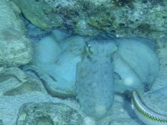 Octopus, Mullet Bay