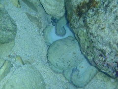 Octopus, Mullet Bay