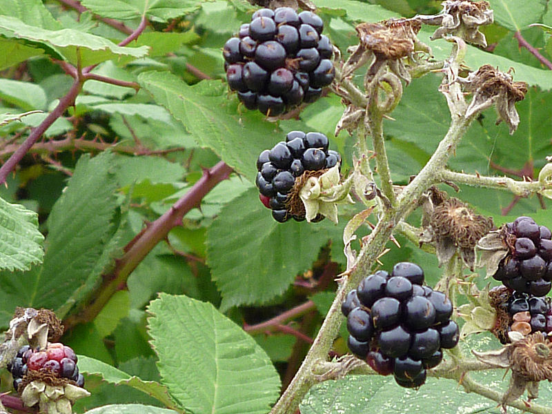 Blackberry