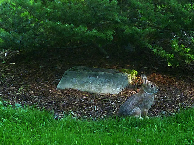 Bunny in Bear Creek