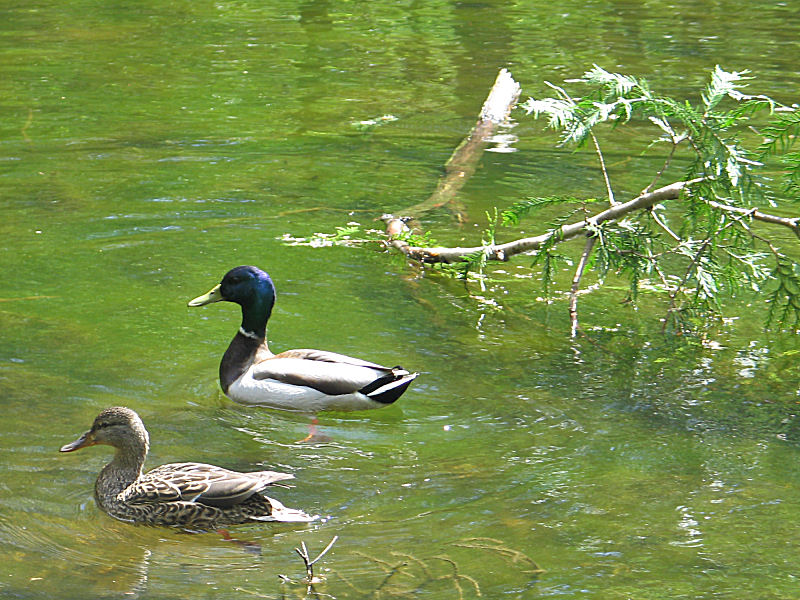 Ducks in Crescent Park