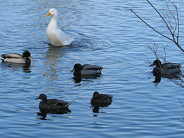 Goose, Boundary Park