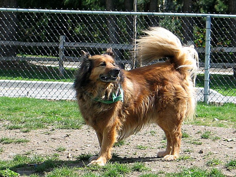 Max at Clayton Off Leash