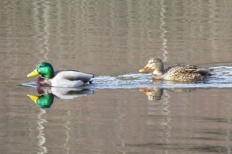 Ducks in the lake