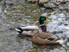 Two ducks in Bear Creek Park