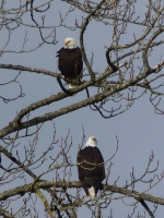 Two eagles