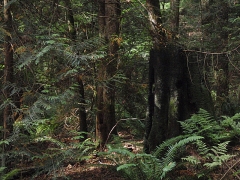 A burned out, hollow tree in the Watershed Park.