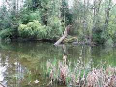Crescent Park Pond