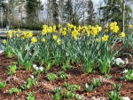 Fleetwood Gardens - Daffodils
