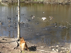 Duck chaser Max