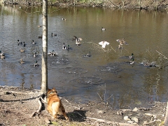 Duck chaser Max