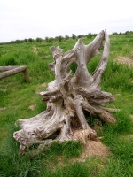 Mudbay Park Driftwood