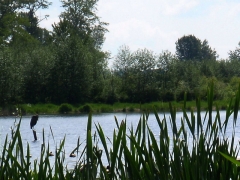 Surrey Lake, May 15 2009