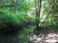 Serpentine River, Tynehead Park