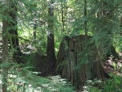 Trees in Tynehead Park