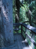 Viewing platform, Tynehead