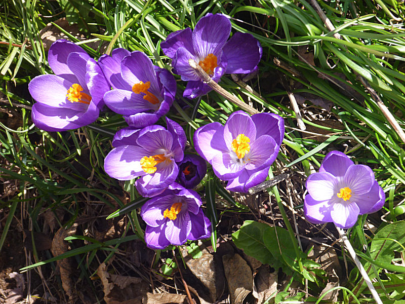 Crocus, 2011