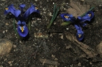 Icelandic Irises