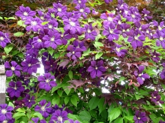 Clematis vine, June 20th, 2009