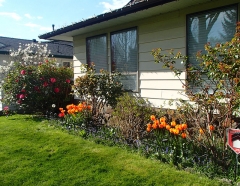 Tulips in front