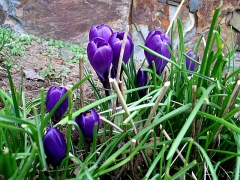 First crocus 2010