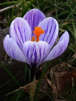 Crocus, 2011